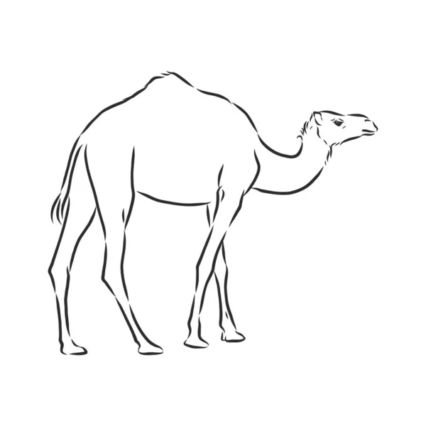 Velbloud. Ručně kreslená vektorová ilustrace. Lze použít odděleně od vašeho designu. ilustrace vektorového náčrtu velblouda — Stockový vektor
