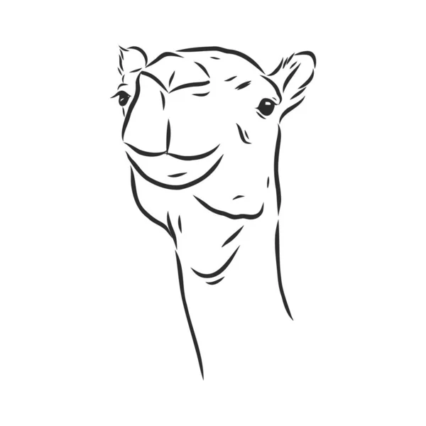Porträtt av kamel, kamelhuvud, vektorskiss illustration — Stock vektor