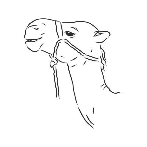 낙타의 사진, 낙타의 머리, 벡터 스케치 그림 — 스톡 벡터