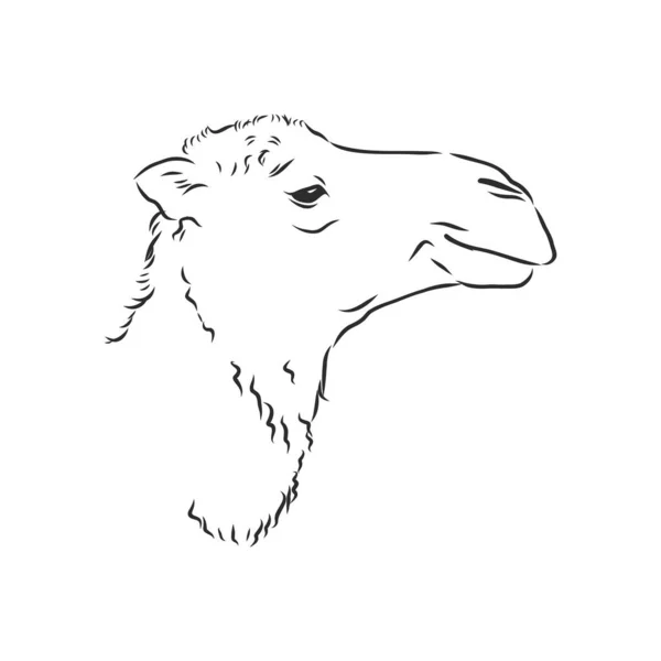 낙타의 사진, 낙타의 머리, 벡터 스케치 그림 — 스톡 벡터