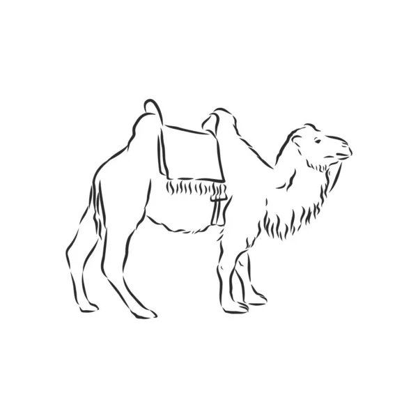 Camello. Ilustración vectorial dibujada a mano. Se puede utilizar por separado de su diseño. ilustración de croquis vector camello — Archivo Imágenes Vectoriales