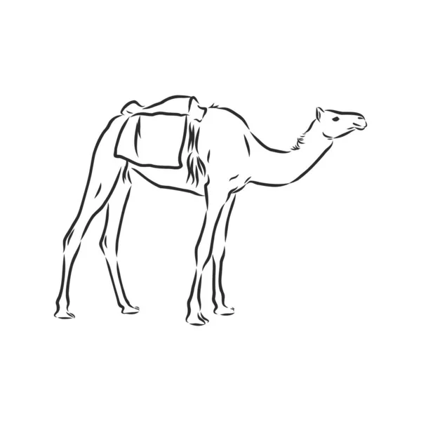 Un chameau. Illustration vectorielle dessinée main. Peut être utilisé séparément de votre conception. croquis vectoriel camel illustration — Image vectorielle