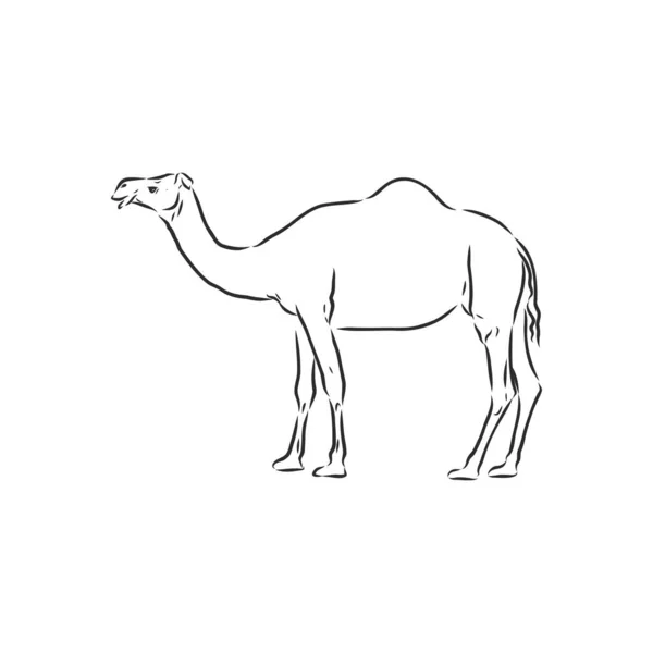 Camello. Ilustración vectorial dibujada a mano. Se puede utilizar por separado de su diseño. ilustración de croquis vector camello — Archivo Imágenes Vectoriales