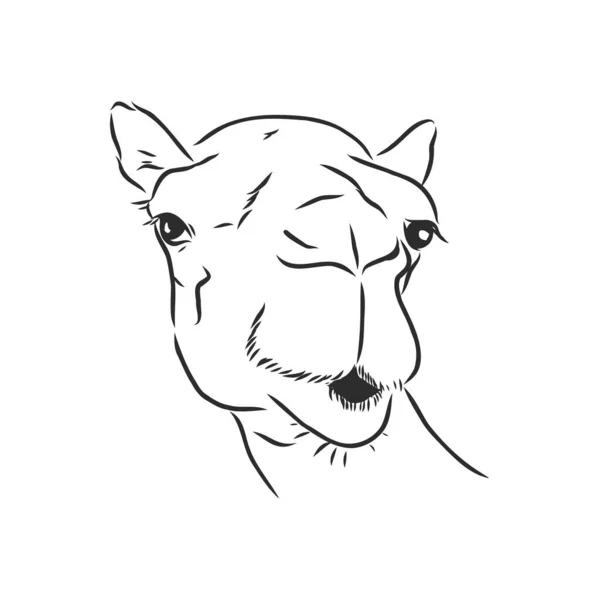 Portrait de chameau, tête de chameau, croquis vectoriel illustration — Image vectorielle