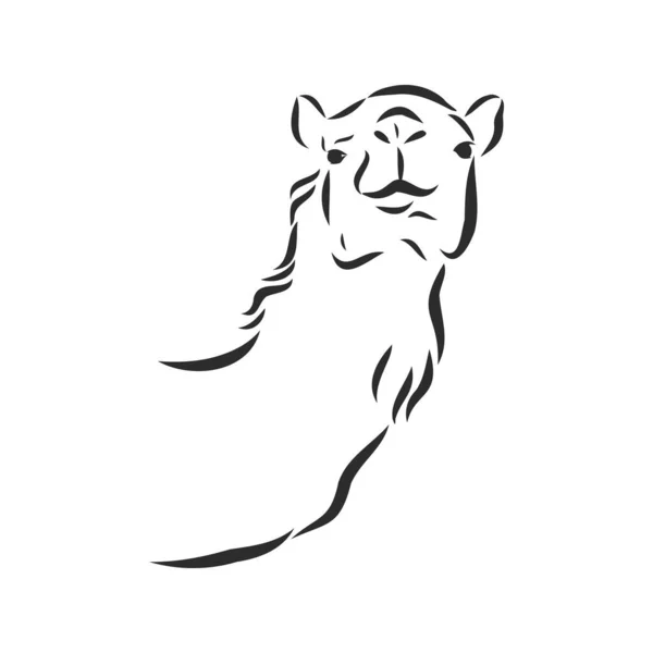 Portrét velblouda, hlava velblouda, vektorová kresba — Stockový vektor