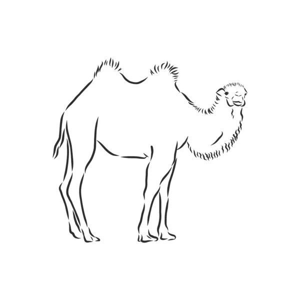 Um camelo. Ilustração vetorial desenhada à mão. Pode ser usado separadamente de seu projeto. ilustração do esboço do vetor do camelo —  Vetores de Stock