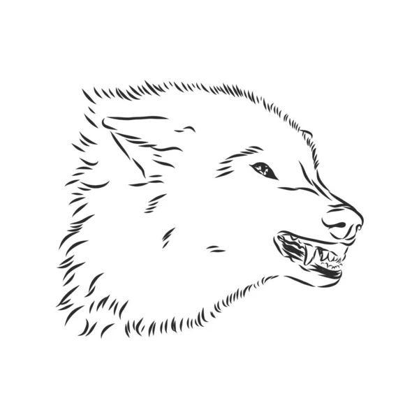 Boze grommende wolf, boze wolvengrommen, wolvenkop, vectorschets illustratie — Stockvector