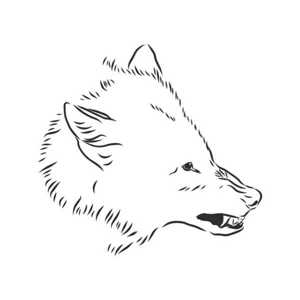 Lobo gruñendo enojado, lobo gruñendo enojado, cabeza de lobo, ilustración de boceto vectorial — Archivo Imágenes Vectoriales