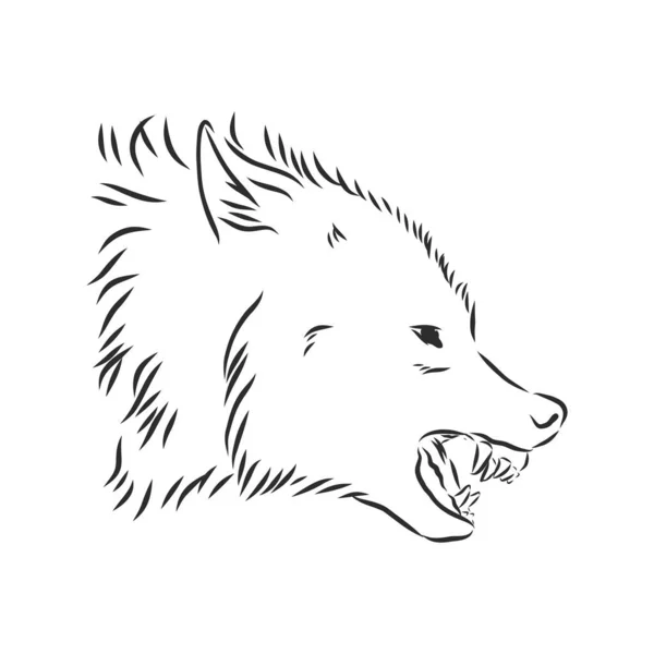 Lobo gruñendo enojado, lobo gruñendo enojado, cabeza de lobo, ilustración de boceto vectorial — Vector de stock