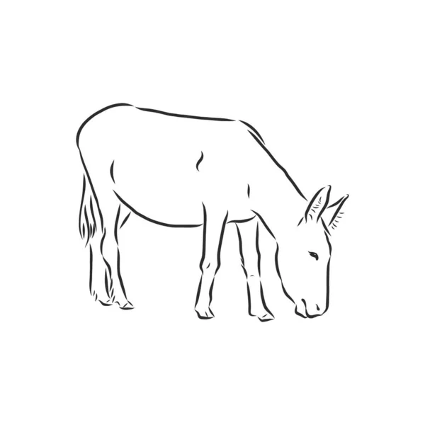 Sketch Donkey Single Vector Hand Drawn Illustration — Stock Vector