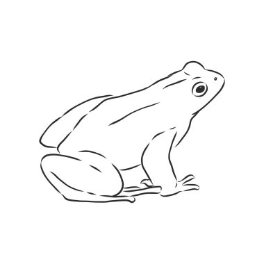Beyaz üzerine izole edilmiş bir kurbağanın ana hatları
