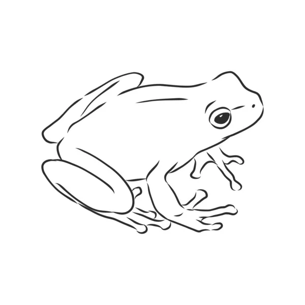 Outline Drawing Frog Isolated White — Stock Vector