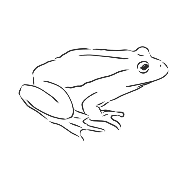 Outline Drawing Frog Isolated White — Stock Vector