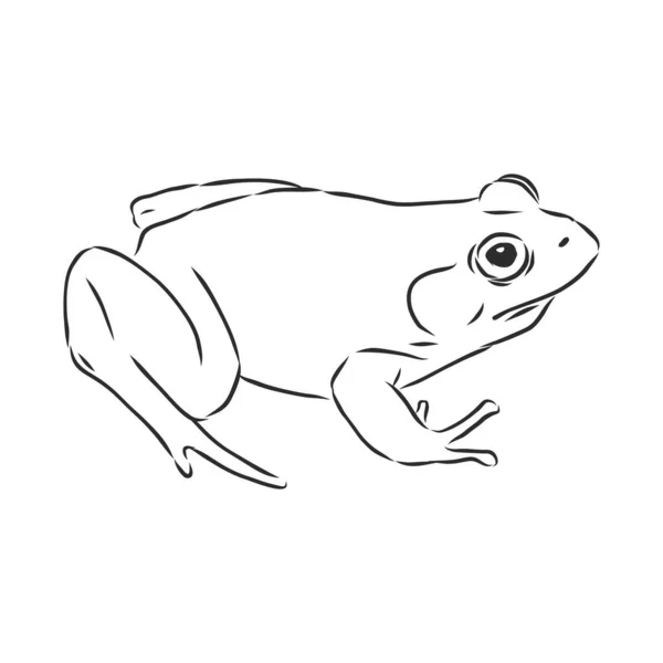 Dessin Contour Une Grenouille Isolée Sur Blanc — Image vectorielle