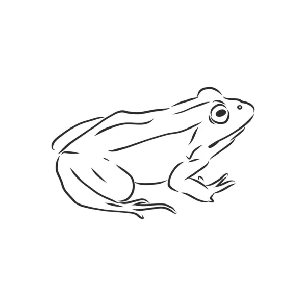 Outline Drawing Frog Isolated White — Stock Vector