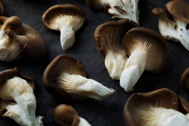 Set of fresh oyster mushroom on gray stone background close-up