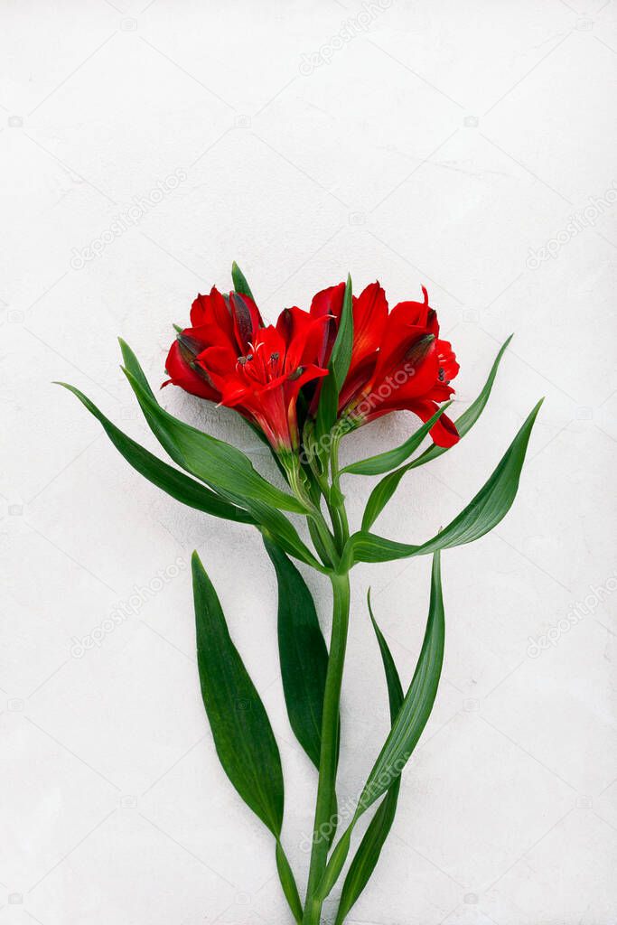Red flowers on white background. Bouquet of alstroemeria flowers. Peruvian Lily