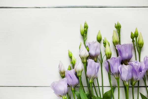 Violett Blå Rosa Färsk Blommande Blomknoppar Eustoma Lisianthus Med Knoppar — Stockfoto