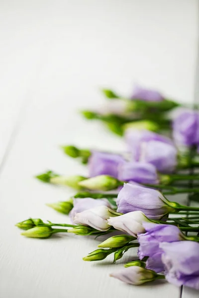 Violett Blå Rosa Färsk Blommande Blomknoppar Eustoma Lisianthus Med Knoppar — Stockfoto