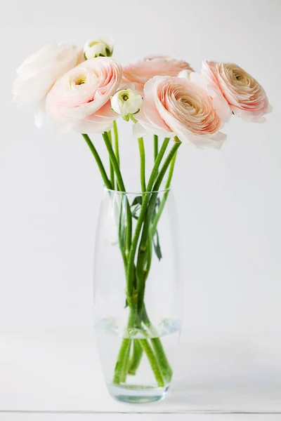 Beautiful tender blossoming of fresh cut bouquet of Ranunculus asiaticus or Persian buttercup in glass vase close-up on white background.Floral composition for romantic gift.Vertical orientation