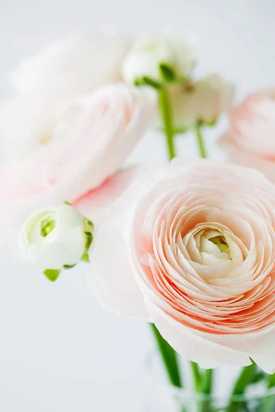 Beautiful tender blossoming of fresh cut bouquet of Ranunculus asiaticus or Persian buttercup in glass vase close-up on white background.Floral composition for romantic gift.Vertical orientation