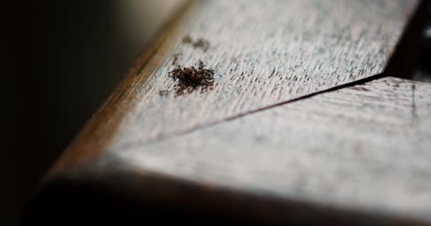 Kolonin av myror äter resterna — Stockvideo