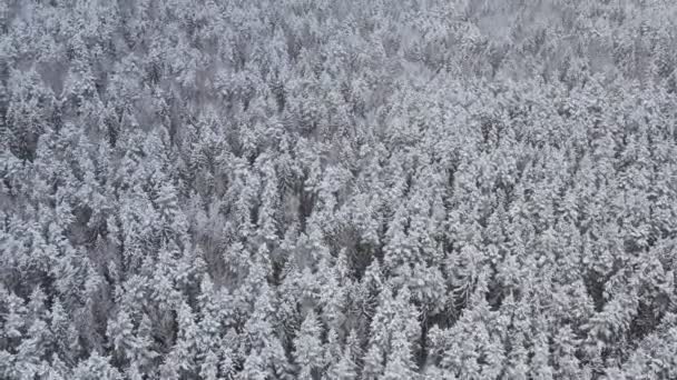 Schöne Winterlandschaft bei trübem Wetter — Stockvideo