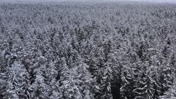 Takken van sparren en pijnbomen bedekt met een dikke laag sneeuw. — Stockvideo