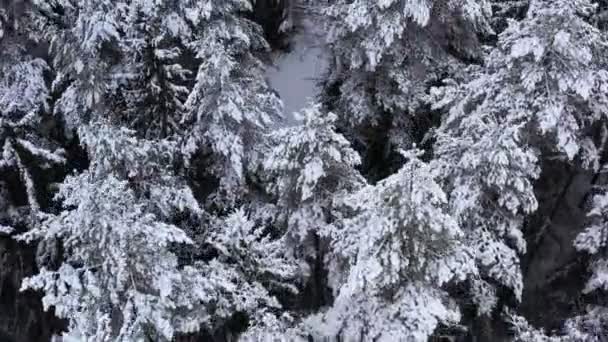 De drone vliegt in de winter over sparren en dennendicht bos. — Stockvideo
