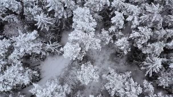 De drone vliegt in de winter over sparren en dennendicht bos. — Stockvideo