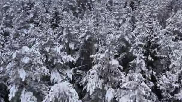 De drone vliegt in de winter over sparren en dennendicht bos. — Stockvideo