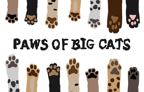 Vahşi kedilerin pençeleri. Duvar kağıdı karikatürü, şirin kedi ayağı duvar kağıdı vektör çizimi. Hayvanat bahçesi tasarımı, kartpostal, tabela. Aslan, jaguar, leopar, puma, kaplan..