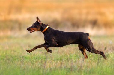 Koş Doberman köpek