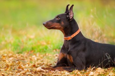 Kahverengi doberman köpek