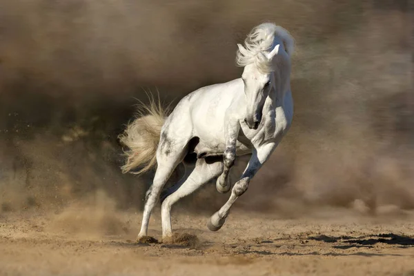 Grey horse run in dust — Stock Photo, Image