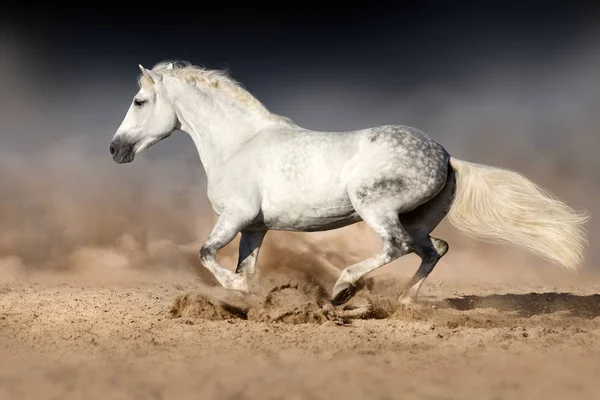 Cheval gris courir dans la poussière — Photo