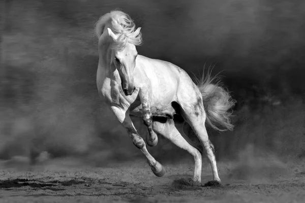 Cavalo Movimento Deserto Contra Fundo Escuro Dramático Imagem Preto Branco — Fotografia de Stock
