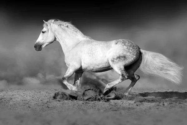 Kůň Pohybu Poušti Dramatické Tmavém Pozadí Černá Bílá — Stock fotografie
