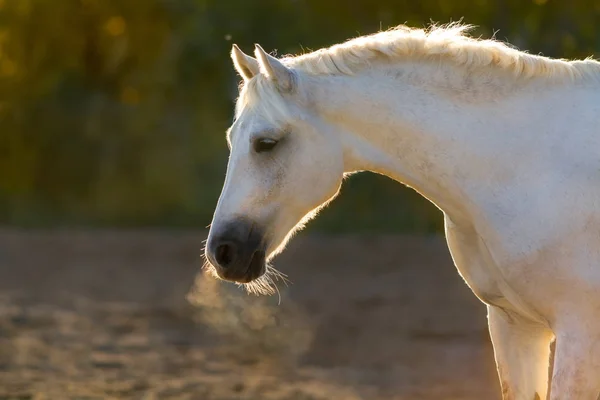 Retrato de cavalo cinza — Fotografia de Stock