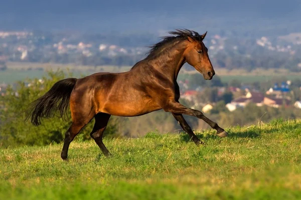 Caballo de bahía en movimiento — Foto de Stock