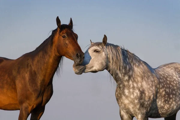 Couple horse portrait — Stock Photo, Image