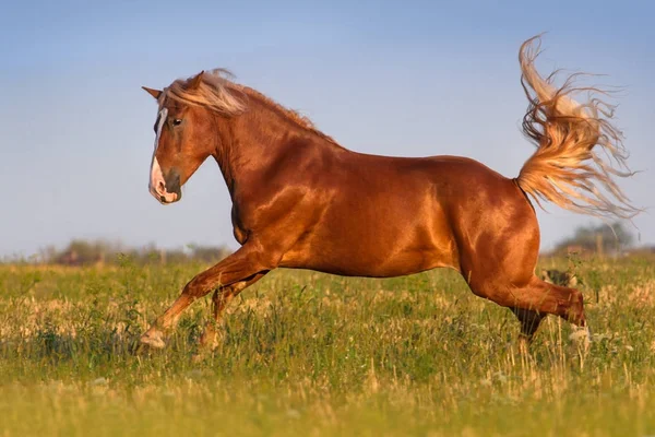 Red horse w ruchu — Zdjęcie stockowe