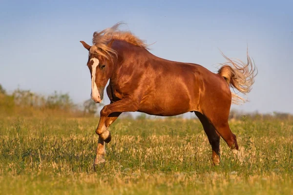 赤馬の動態 — ストック写真