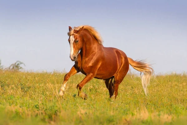 Červený kůň v pohybu — Stock fotografie