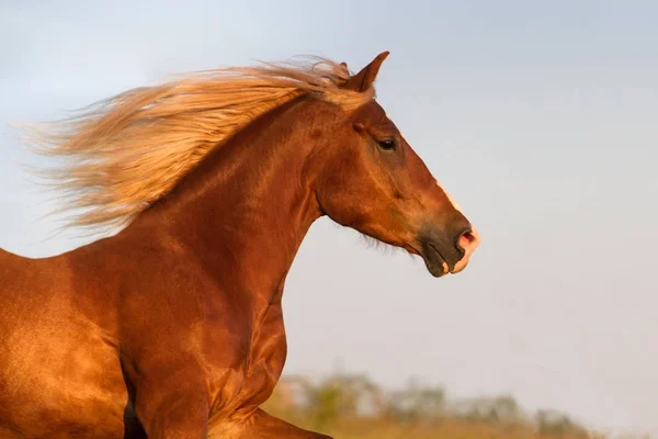 Portrét červený kůň — Stock fotografie