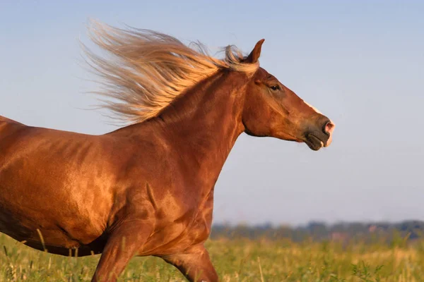 Kırmızı atı portre — Stok fotoğraf