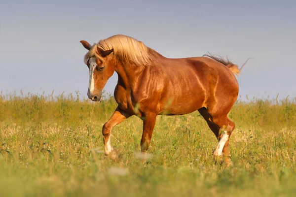 赤馬の動態 — ストック写真