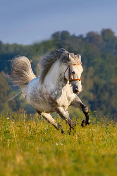 Grå hest løp – stockfoto