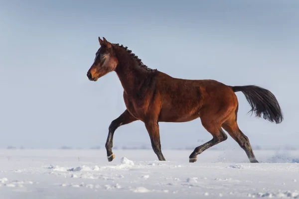 Paard uitgevoerd in sneeuw — Stockfoto