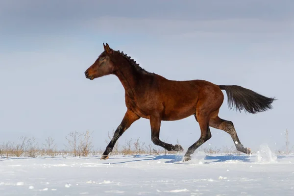 Paard uitgevoerd in sneeuw — Stockfoto